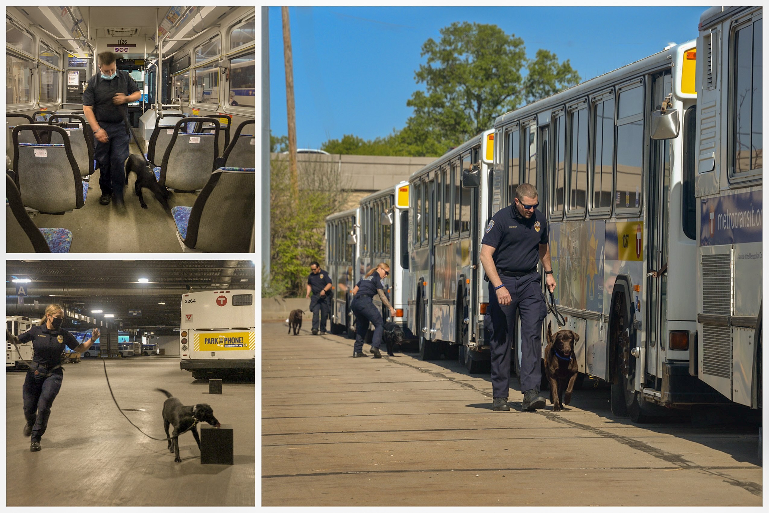 K-9s train with their Metro Transit police handlers. K-9s train with their Metro Transit police handlers.