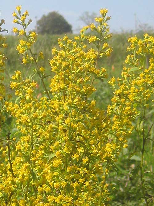 American Boulevard Station Art